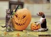 dogcatjack.jpg