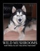 WILD MUSHROOMS.jpg