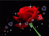 C02BE3C4-95C9-4C8C-A252-75081E823D7B.gif