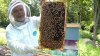 Bees.jpg