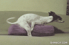 giphy (16).gif