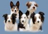 Copy Group of Dogs.jpg