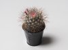 Covid the Cactus in flower Rze (1 of 1).jpg