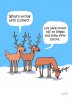 buck12-656f898499f36__700.jpg