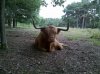 Bull.jpg